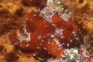 Longlure frogfish. Photo © Kerri Wilk