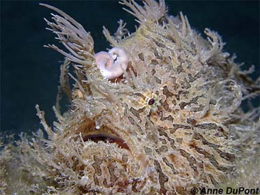 Striated frogfish. Photo © Anne DuPont