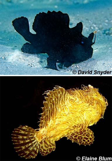 Striated frogfish coloration is quite variable. Photos © David Snyder (top) and Elaine Blum (bottom)