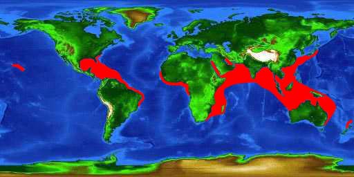 World distribution map for the striated frogfish