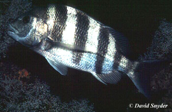 Sheepshead. Photo © David Snyder