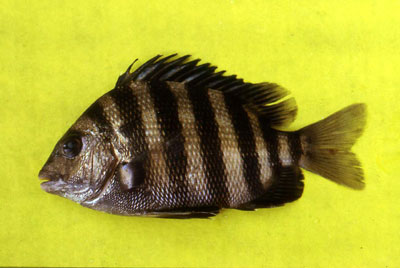 Sheepshead displaying vertical crossbars. Photo © George Burgess