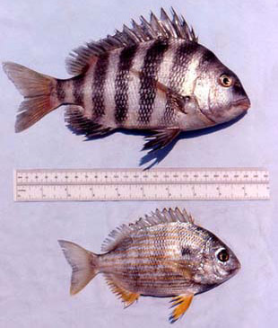 Sheepshead and the closely related seabream (Archosargus rhomboidalis). Photo © George Burgess