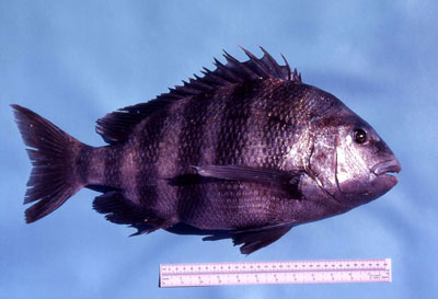 Adult sheepshead. Photo © George Burgess