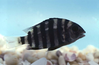 Juvenile Sheepshead. Photo © George Burgess