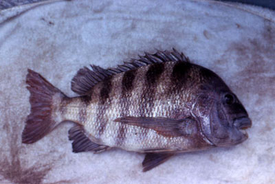 Freshly caught sheepshead. Photo © George Burgess