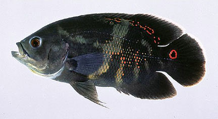 Oscar showing coloration patterns, including the characteristic orange ring on the base of the caudal peduncle. Photo courtesy U.S. Geological Survey/Leo Nico