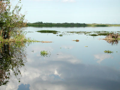 Everglades marsh habitat. Photo © Cathy Bester/FLMNH