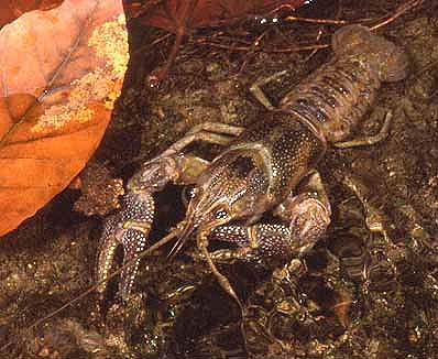 Oscars prey upon crayfish. Photo courtesy National Park Service