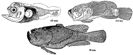 The developmental stages of the northern stargazer larvae. Note the migration of the eyes. Illustrations courtesy Development of Fishes of the Mid-Atlantic Bight - U.S. Fish and Wildlife Service