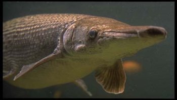 Alligator Gar, Image © Susan Middleton, California Academy of Sciences