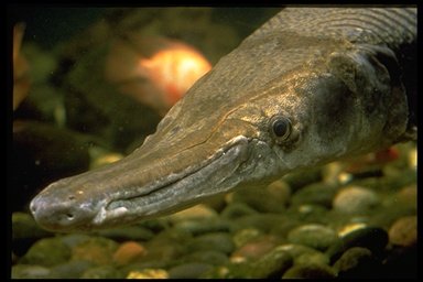 Alligator gar, Image © Susan Middleton, California Academy of Sciences