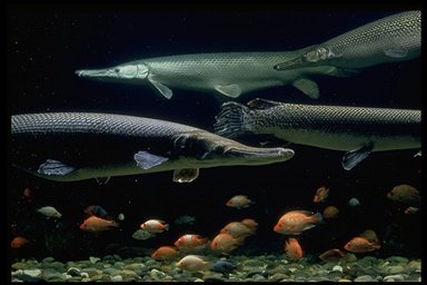 Alligator gars in an aquarium, Image © Susan Middleton, California Academy of Sciences