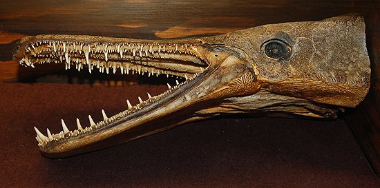 Alligator gar dentition, Image © Cathleen Bester