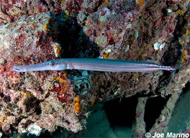 Trumpetfish. Photo © Joe Marino