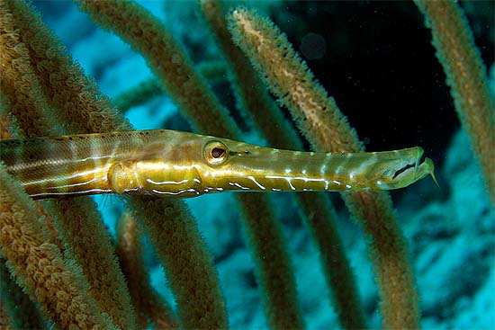 Aulostomus maculatus – Discover Fishes