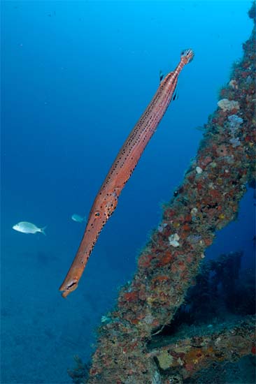 Trumpetfish coloration is most commonly a mottled reddish-brown. Photo © Joe Marino