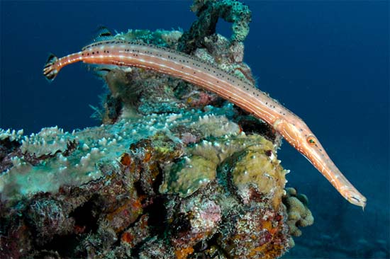 Trumpetfish reside in close proximity to reefs. Photo © Joe Marino