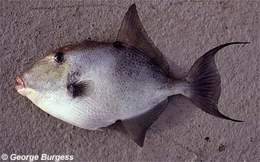 Gray triggerfish. Photo © George Burgess