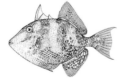 Gray triggerfish. Image courtesy NOAA