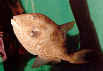 Gray triggerfish. Photo © Virginia Institute of Marine Science