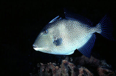 Gray triggerfish. Photo © David Snyder