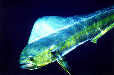 Dolphinfish prey upon juvenile gray triggerfish. Photo © Don DeMaria