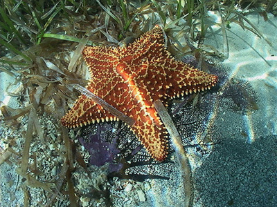 Gray triggerfish feed on benthic invertebrates including seastars. Photo © Leroy Ellis