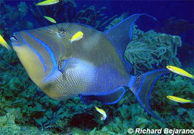 Queen triggerfish. Photo © Richard Bejarano