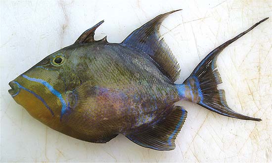 Queen triggerfish. Photo © John Soward