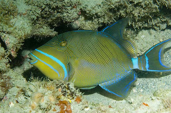 Queen triggerfish have a very distinctive color pattern. Photo © David Snyder