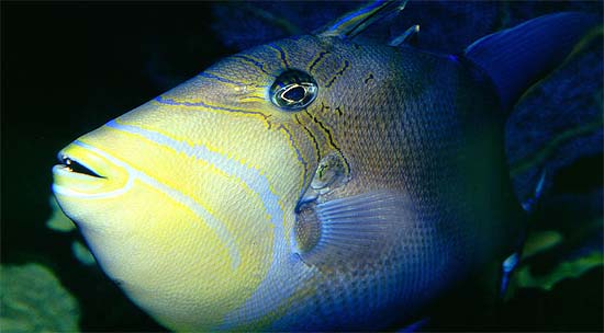 Queen triggerfish are often displayed in public aquarium facilities. Photo © Richard Bejarano