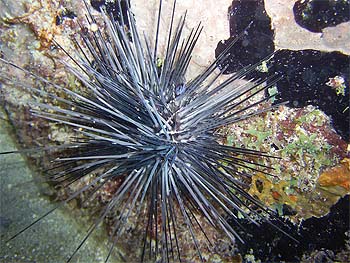 Urchins are a common prey item of the queen triggerfish. Photo © Becky Kelly