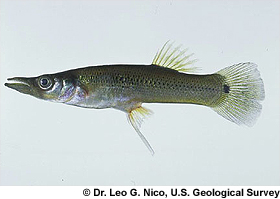 Pike Killifish. Image © U.S. Geological Survey