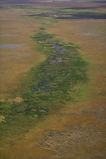 Taylor Slough, Florida - habitat of the non-native pike killifish. Image © South Florida Water Management District