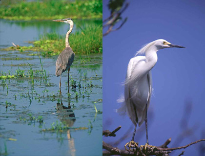 Predators of the pike killifish - great blue heron and snowy egret. Images © South Florida Water Management District