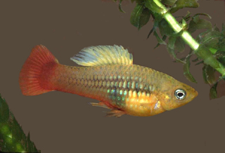 The platyfish (Xiphophorus variatus) is a prey item of the pike killifish in its native habitat. Image © George Burgess