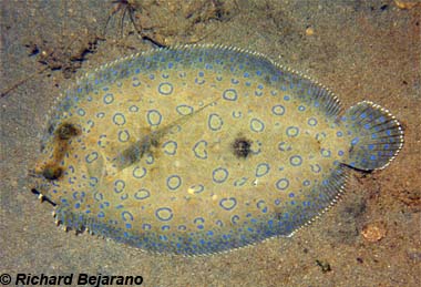 Peacock flounder. Photo © Richard Bejarano