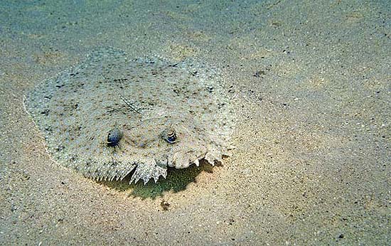 The peacock flounder has the ability to alter its coloration to blend in with its immediate environment. Photo © David Snyder