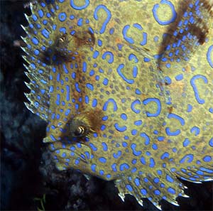 Peacock flounder from Lake Worth Lagoon, Florida. Photo © Susan Meldonian