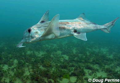 Ghost shark. Photo © Doug Perrine