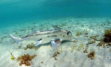 Ghost shark. Photo © Doug Perrine