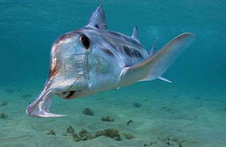 Ghost shark snout. Photo © Doug Perrine