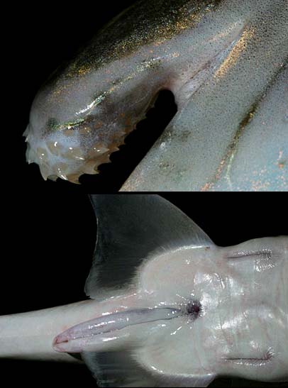 Ghost shark claspers: head clasper (top), copulatory claspers (bottom). Photos © Doug Perrine