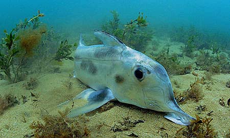 The projection located on the snout is used to search for prey buried in the sand. Photo © Doug Perrine