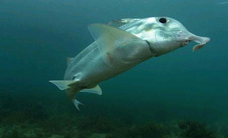 Ghost sharks are targeted by commercial fisheries off New Zealand. Photo © Doug Perrine