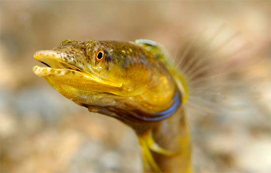 The bluethroat pikeblenny is among the many prey items of the yellow jack. Photo © Suzan Meldonian