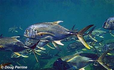 Crevalle jack. Photo © Dough Perrine