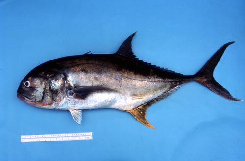 Crevalle jack. Photo © George Burgess