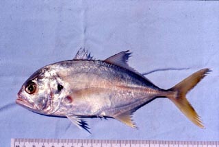 Crevalle jack. Photo © Dough Perrine